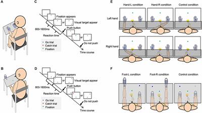 Body-Specific Attention to the Hands and Feet in Healthy Adults